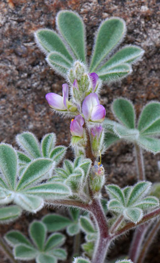 Lupinus concinnus, Bajada Lupine, Southwest Desert Flora